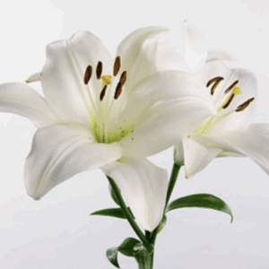 Hybrid lily